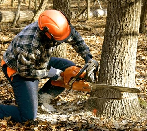 Tree Removal in Lisbon, NY